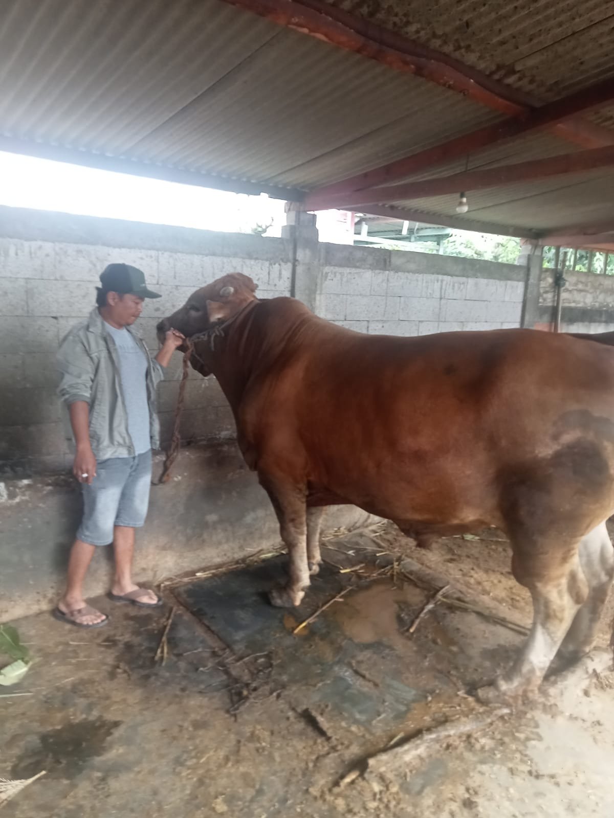 Presiden Prabowo Titip Kurban Sapi Seberat 1 Ton di MAJT, Panitia Pastikan Sesuai Syar’i & Tepat Sasaran